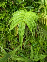 Pteris