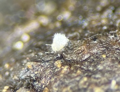 Ascobolus aglaosporus