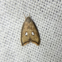 Parocystola leucospora