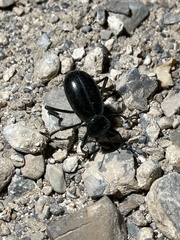 Eleodes grandicollis