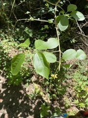 Euonymus atropurpureus