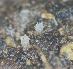 Ascobolus aglaosporus