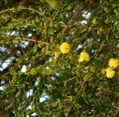 Acacia paradoxa