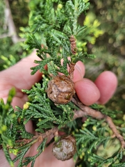 Cupressus macrocarpa