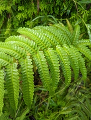 Pteris