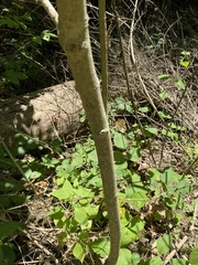 Euonymus atropurpureus