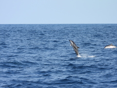 Stenella coeruleoalba