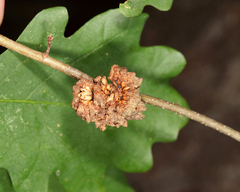 Callirhytis seminator