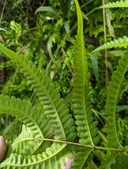 Pteris