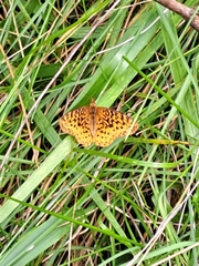 Boloria bellona
