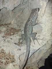 Sceloporus clarkii