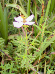 Rhexia mariana