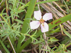Rhexia mariana