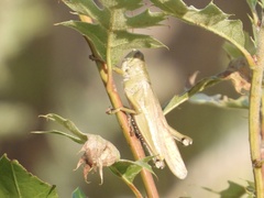 Schistocerca lineata