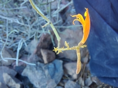 Justicia californica