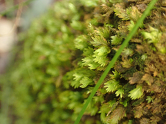 Fissidens