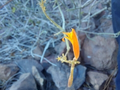 Justicia californica