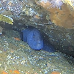 Anarrhichthys ocellatus