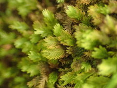 Fissidens