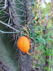 Ibervillea sonorae