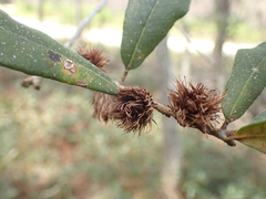 Andricus quercusfoliatus