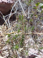 Carlowrightia arizonica