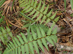 Dryopteris ludoviciana