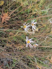 Aster altaicus