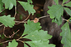 Callirhytis seminator