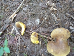 Boletinellus merulioides