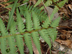 Dryopteris ludoviciana