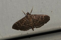 Pilocrocis ramentalis