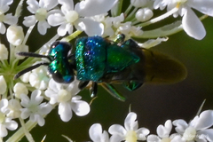 Perilampidae