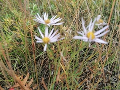 Aster altaicus