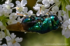 Perilampidae