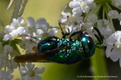 Perilampidae