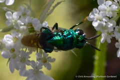 Perilampidae