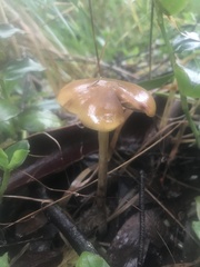 Psilocybe subaeruginosa