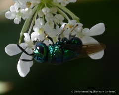 Perilampidae