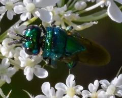 Perilampidae