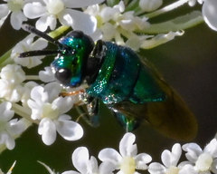 Perilampidae