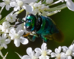 Perilampidae