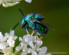 Perilampidae
