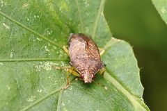 Podisus affinis