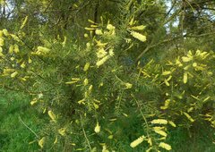 Acacia verticillata