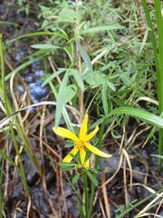 Bidens mitis