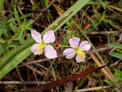 Rhexia mariana