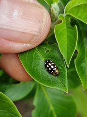 Phola octodecimguttata