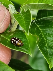 Phola octodecimguttata