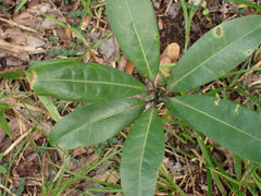 Persea borbonia
